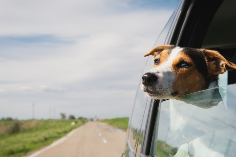 ¿Cómo transportar las mascotas en coche? Trucos y consejos